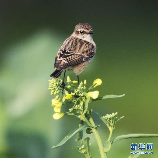 （环境）（2）福州：早春枝头鸟儿俏