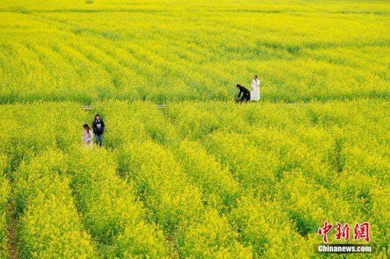 贵州兴义万峰林万亩油菜花竞相开放