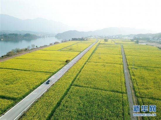 （春季美丽生态）（1）畅游油菜花海