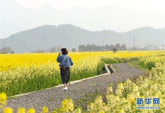 （春季美丽生态）（2）畅游油菜花海