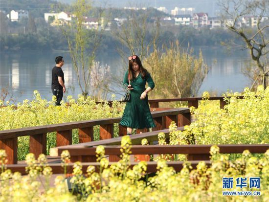 （春季美丽生态）（3）畅游油菜花海