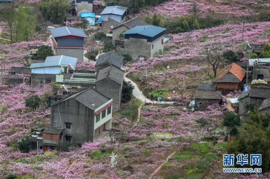 （春季美丽生态）（2）“桃花故里”赏桃花