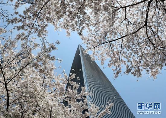 （环境）（2）上海陆家嘴：樱花烂漫春光好