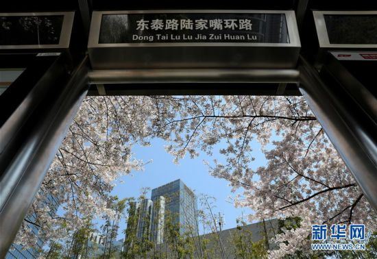 （环境）（5）上海陆家嘴：樱花烂漫春光好