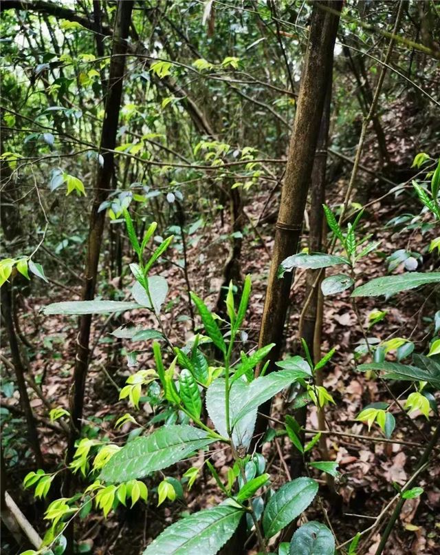 一叶春茗藏深山